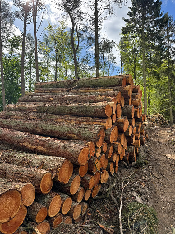 Angus-Logs-Felled-Timber-Stack-Woodland Stack of felled timber logs in woodland ready for processing by Angus Logs